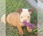 Small #1 Bulldog