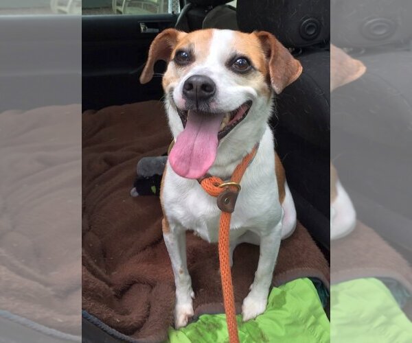 Medium Photo #6 Beagle-Unknown Mix Puppy For Sale in Rockaway, NJ, USA