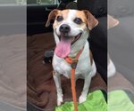 Small #5 Beagle Mix