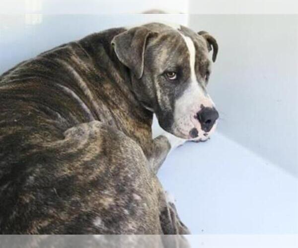 Medium Photo #2 Staffordshire Bull Terrier-Unknown Mix Puppy For Sale in Houston, TX, USA
