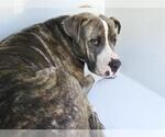 Small #1 Staffordshire Bull Terrier Mix