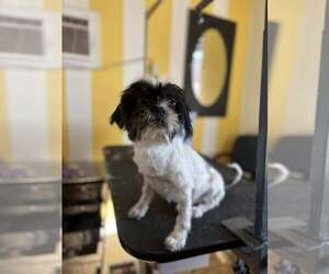 Pearce - Male Shih Tzu-Unknown Mix Dog for Adoption - Photo #2