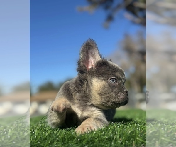 Medium Photo #21 French Bulldog Puppy For Sale in MONTE SERENO, CA, USA