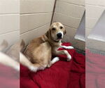 Small Labrador Retriever Mix