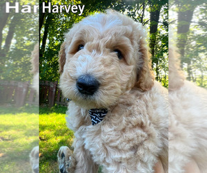 Goldendoodle (Miniature) Puppy for sale in SHERMAN, IL, USA