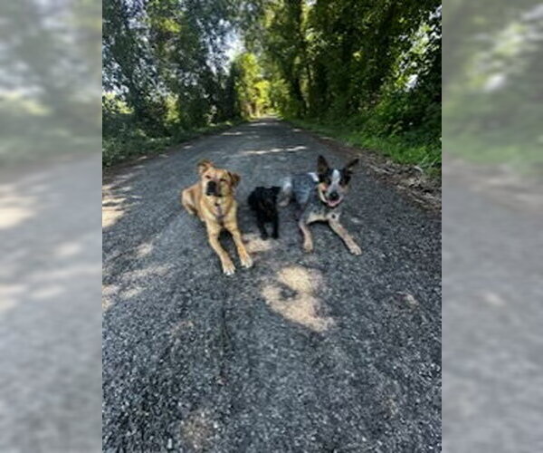 Medium Photo #9 Mutt Puppy For Sale in Garden City, NY, USA