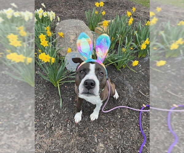 Medium Photo #4 American Pit Bull Terrier-American Staffordshire Terrier Mix Puppy For Sale in Rockaway, NJ, USA