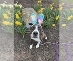 Small #3 American Pit Bull Terrier-American Staffordshire Terrier Mix