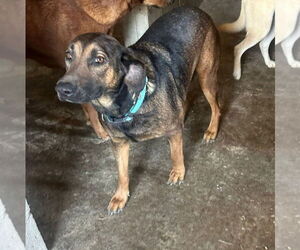 Tesla (Courtesy Post) - Adopt Me! - Female Mutt Dog for Adoption - Photo #2