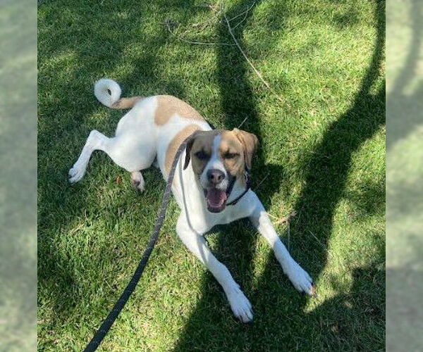 Medium Photo #2 Mutt Puppy For Sale in San Diego, CA, USA