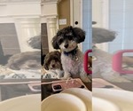 Small Photo #1 Havanese Puppy For Sale in DANVILLE, AR, USA