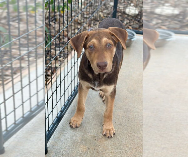 Medium Photo #4 Labrador Retriever-Unknown Mix Puppy For Sale in Oak Bluffs, MA, USA