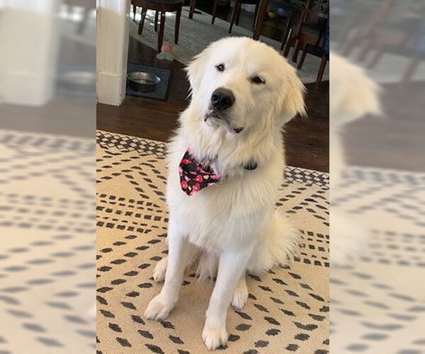 Medium Photo #1 Great Pyrenees Puppy For Sale in Newfoundland, PA, USA
