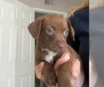 Small #5 Chihuahua Mix