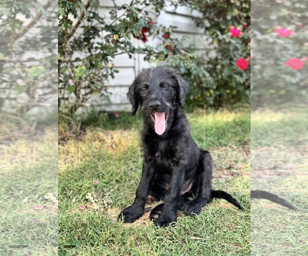 Medium Photo #4 Labradoodle Puppy For Sale in Valrico, FL, USA