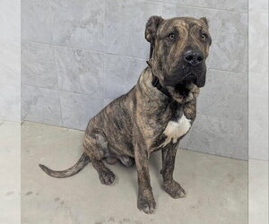 Brazilian Mastiff-Presa Canario Mix Dogs for adoption in Jasper, AL, USA