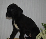 Small Photo #1 Boxer-Golden Retriever Mix Puppy For Sale in SENECA FALLS, NY, USA