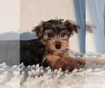Small Photo #4 Yorkshire Terrier Puppy For Sale in MARTINSVILLE, IN, USA