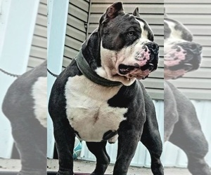 Father of the American Bully puppies born on 08/04/2022