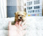 Small Photo #3 Yorkshire Terrier Puppy For Sale in FULLERTON, CA, USA