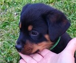 Small Photo #3 Rottweiler Puppy For Sale in PELHAM, GA, USA