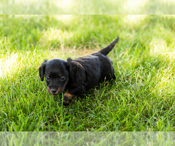 Medium Photo #2 Dachshund Puppy For Sale in NAPPANEE, IN, USA