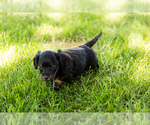 Small #1 Dachshund