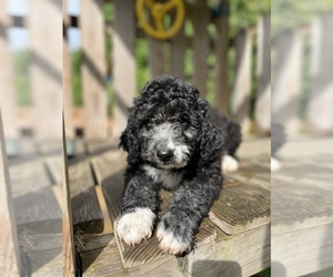 Medium Aussiedoodle