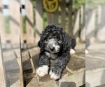 Puppy Nori Aussiedoodle
