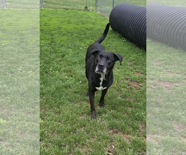 Medium Photo #1 Mutt Puppy For Sale in Martinsburg, WV, USA