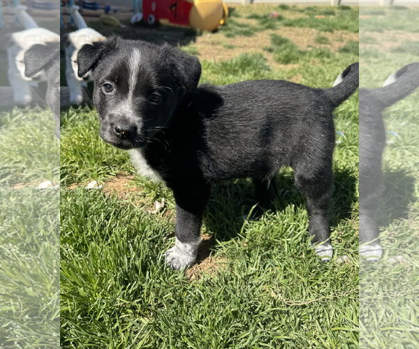 Medium Photo #3 Mutt Puppy For Sale in Sandy, UT, USA