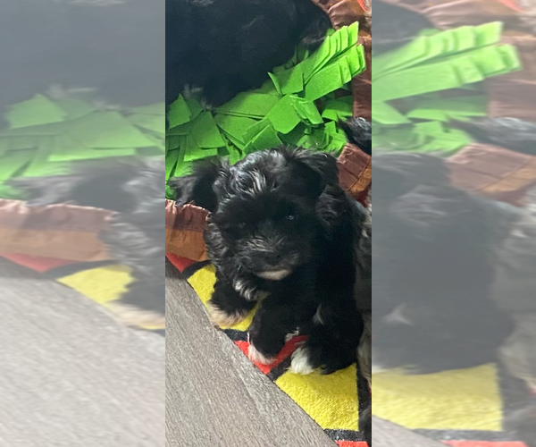 Medium Photo #9 Havashire-Mal-Shi Mix Puppy For Sale in FLEMING ISLAND, FL, USA