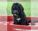 Small Photo #1 Bernedoodle Puppy For Sale in BOWLING GREEN, KY, USA