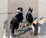 Small #2 Mutt
