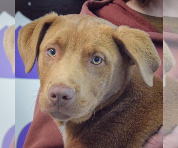 Medium Photo #5 Labrador Retriever Puppy For Sale in Huntley, IL, USA