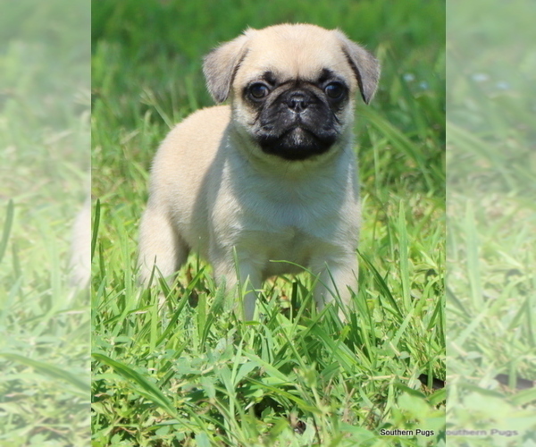 Medium Photo #18 Pug Puppy For Sale in WINNSBORO, TX, USA