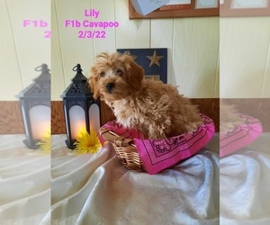 Cavapoo Puppy for Sale in SHIPSHEWANA, Indiana USA