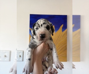 Daniff Puppy for sale in CHESTER GAP, VA, USA