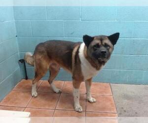Akita Dogs for adoption in Downey, CA, USA