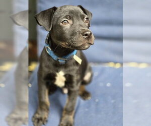 Mutt Dogs for adoption in Claremore, OK, USA