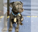 Small Mutt