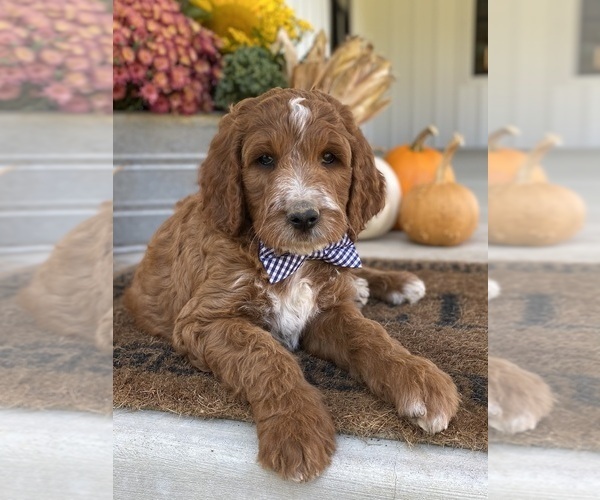 Medium Photo #5 Irish Doodle Puppy For Sale in WOOSTER, OH, USA