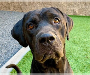 Labrador Retriever-Unknown Mix Dogs for adoption in Moreno Valley, CA, USA