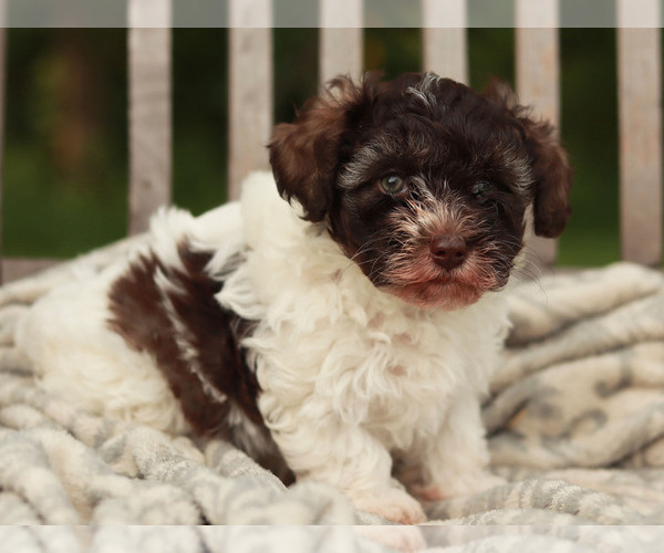 Medium Photo #1 Schnoodle (Miniature) Puppy For Sale in LAKEVILLE, OH, USA