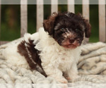 Small Photo #1 Schnoodle (Miniature) Puppy For Sale in LAKEVILLE, OH, USA