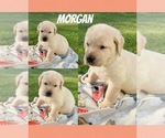 Puppy Morgan Labrador Retriever