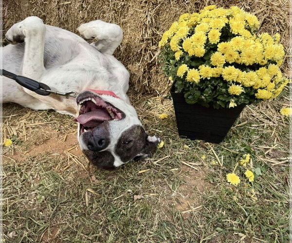 Medium Photo #14 American Pit Bull Terrier-Labrador Retriever Mix Puppy For Sale in Rustburg, VA, USA