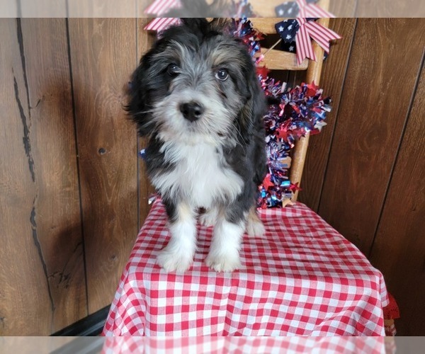 Medium Photo #31 Bernedoodle (Miniature) Puppy For Sale in BLACK FOREST, CO, USA