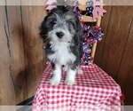 Small Photo #31 Bernedoodle (Miniature) Puppy For Sale in BLACK FOREST, CO, USA