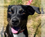 Small #12 Mountain Cur-Rat Terrier Mix